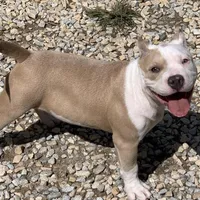 Skye, a female American Bully for sale in Franklin, NC – Photo 5 of 6