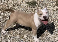 Skye, a female American Bully for sale in Franklin, NC – Photo 5 of 6