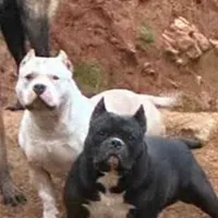 Skye, a female American Bully for sale in Franklin, NC – Photo 6 of 6