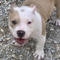 Skye, a female American Bully for sale in Franklin, NC – Photo 3 of 6