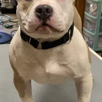 Skye, a female American Bully for sale in Franklin, NC – Photo 1 of 6