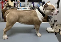 Skye, a female American Bully for sale in Franklin, NC – Photo 2 of 6