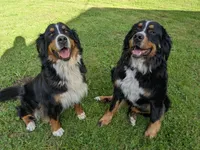 AKC Griz - Champion Bloodlines, a male Bernese Mountain Dog for sale in Vancouver, WA – 3 of 3