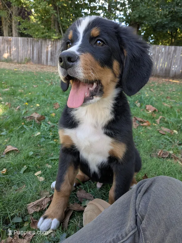 AKC Griz - Champion Bloodlines – Bernese Mountain Dog puppy for sale in Vancouver, WA
