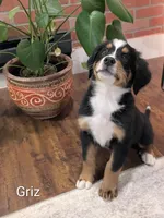 AKC Griz - Champion Bloodlines, a male Bernese Mountain Dog for sale in Vancouver, WA – 2 of 3