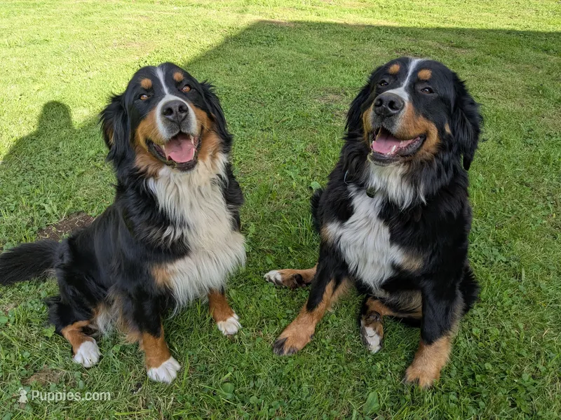 Planned Litter - February 2027 – Bernese Mountain Dog puppy for sale in Vancouver, WA