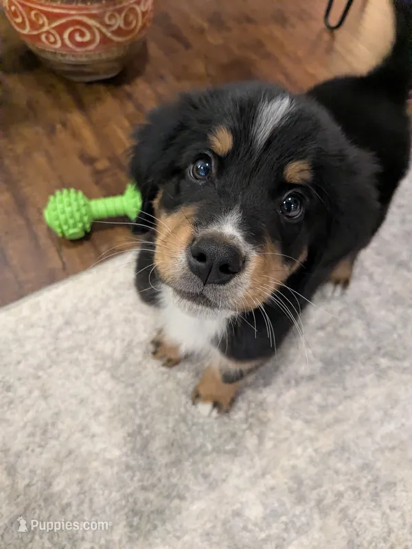 AKC Gunther - Champion Bloodlines – Bernese Mountain Dog puppy for sale in Vancouver, WA