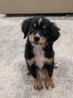 AKC Gunther - Champion Bloodlines, a male Bernese Mountain Dog for sale in Vancouver, WA – 2 of 3