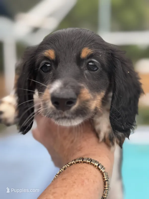Katie, a female Miniature Dachshund for sale in Largo, FL – Photo 1 of 3