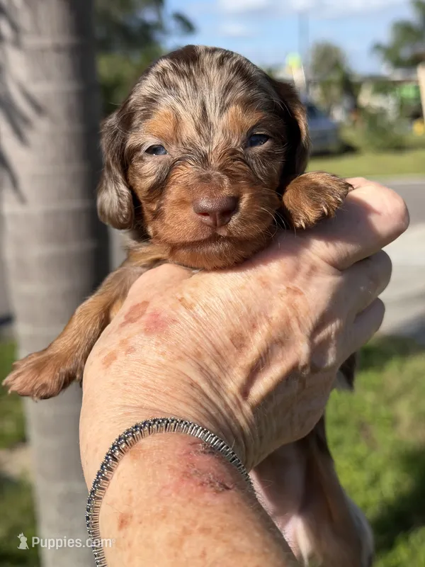 Adele- AKC Registered  – Miniature Dachshund puppy for sale in Largo, FL