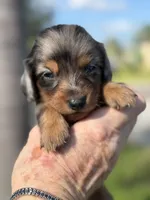 Lily- AKC Registered , a female Miniature Dachshund for sale in Largo, FL – 1 of 2