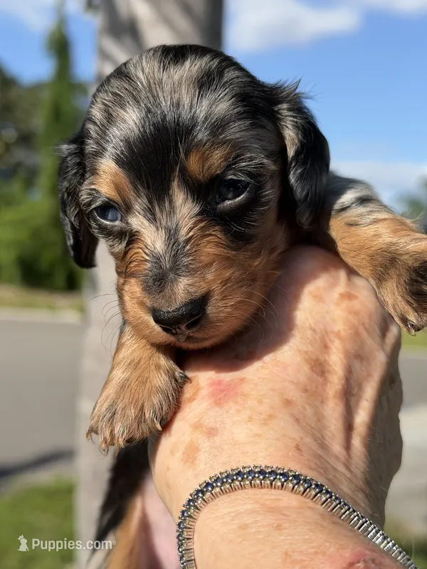 Levi- AKC Registered  – Miniature Dachshund puppy for sale in Largo, FL