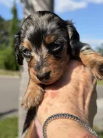 Levi- AKC Registered , a male Miniature Dachshund for sale in Largo, FL – 1 of 2