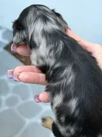 Levi- AKC Registered , a male Miniature Dachshund for sale in Largo, FL – 2 of 2