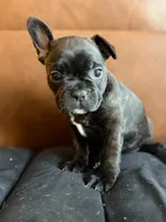 Bernice, a female Frenchton for sale in Key Largo, FL – 4 of 5
