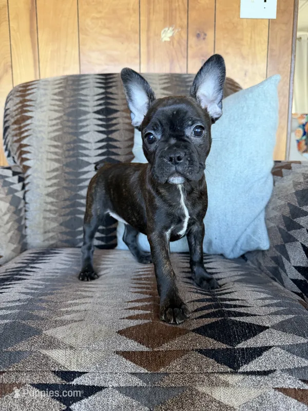Bernice – Frenchton puppy for sale in Key Largo, FL