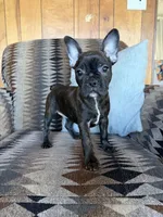Wednesday, a female Frenchton for sale in Key Largo, FL – 1 of 5