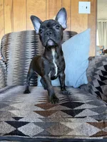 Wednesday, a female Frenchton for sale in Key Largo, FL – 3 of 5