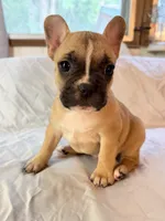 Dolly, a female Frenchton for sale in Key Largo, FL – 1 of 6