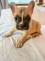 Dolly, a female Frenchton for sale in Key Largo, FL – 3 of 6