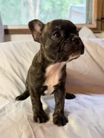 Stella, a female Frenchton for sale in Key Largo, FL – 4 of 5