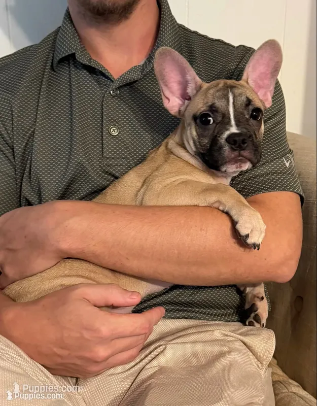 Dolly – Frenchton puppy for sale in Key Largo, FL