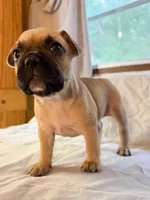 Lucy, a female Frenchton for sale in Key Largo, FL – 2 of 4