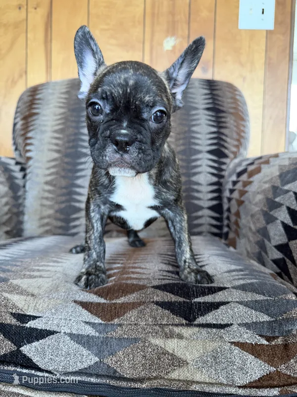 Stella – Frenchton puppy for sale in Key Largo, FL