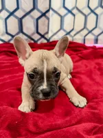 Dolly, a female Frenchton for sale in Key Largo, FL – 2 of 4