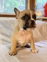 Bark Ruffalo, a male Frenchton for sale in Key Largo, FL – 1 of 4