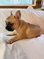 Dolly, a female Frenchton for sale in Key Largo, FL – 2 of 6