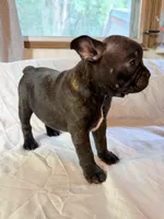 Bernice, a female Frenchton for sale in Key Largo, FL – 3 of 5