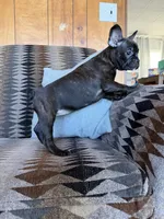 Wednesday, a female Frenchton for sale in Key Largo, FL – 5 of 5