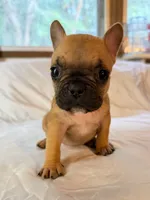 Ruby , a female Frenchton for sale in Key Largo, FL – 4 of 4