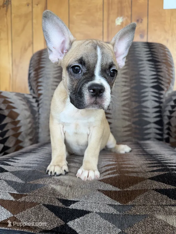 Theo – Frenchton puppy for sale in Key Largo, FL