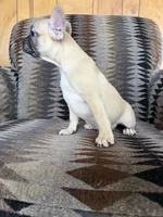 Dolly, a female Frenchton for sale in Key Largo, FL – 3 of 4