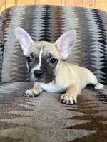 Dolly, a female Frenchton for sale in Key Largo, FL – 4 of 4