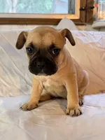 Lucy, a female Frenchton for sale in Key Largo, FL – 3 of 4