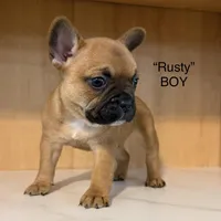 Rusty, a male Frenchton for sale in Defuniak Springs, FL – Photo 1 of 5