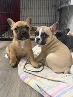 Rusty, a male Frenchton for sale in Defuniak Springs, FL – Photo 5 of 5