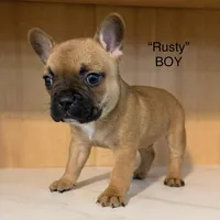 Rusty, a male Frenchton for sale in Defuniak Springs, FL – Photo 2 of 5