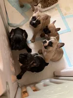Bernice, a female Frenchton for sale in Key Largo, FL – 5 of 5