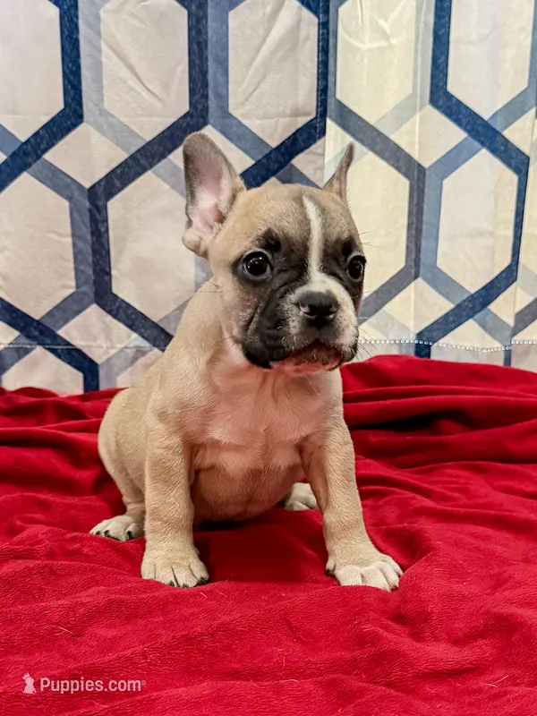 Bark Ruffalo – Frenchton puppy for sale in Key Largo, FL