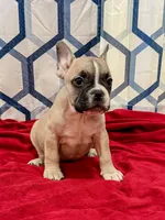 Theo, a male Frenchton for sale in Key Largo, FL – 1 of 5