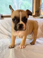 Bark Ruffalo, a male Frenchton for sale in Key Largo, FL – 2 of 4