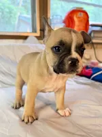 Bark Ruffalo, a male Frenchton for sale in Key Largo, FL – 3 of 4