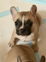 Dolly, a female Frenchton for sale in Key Largo, FL – 5 of 6