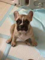 Dolly, a female Frenchton for sale in Key Largo, FL – 6 of 6
