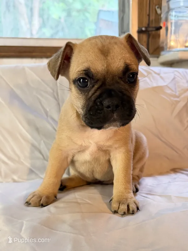Lucy – Frenchton puppy for sale in Key Largo, FL
