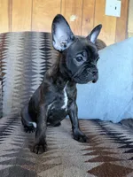 Wednesday, a female Frenchton for sale in Key Largo, FL – 4 of 5